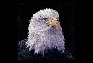 Bald Eagle Art, Eagle Art, Eagle Art Print, American Eagle, American Bald Eagle Painting, Bald Eagle Art Print, Limited Edition Prints, Limited edition print, Eagle Head, Bald Eagle Head, Bald Eagle