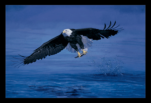 Bald Eagle Art, Eagle Art, Eagle Art Print, American Eagle Fishing, American Bald Eagle Fishing Painting, Bald Eagle Art Print, Limited Edition Prints, Limited edition print, Eagle Fishing, Bald Eagle Fishing, Bald Eagle