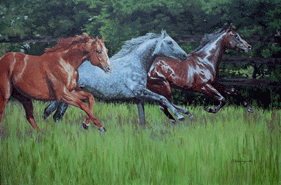 Original oil painting ‘Darley Stallions,’ showing three galloping Darley Stallions from Dalham Hall Stud in Newmarket, for larger images and further information click on this image.