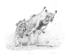 Original pencil drawing ‘Fierce Pursuit Sketch,’ an African lioness hunting prey, for larger images and further information click on this image.
