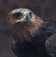 ‘Golden Eagle Head II,’ is an original oil painting of an adult golden eagle, for larger images and further information click on this image.