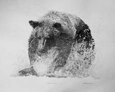 Original pencil drawing ‘Intent On Lunch Sketch,’ a commissioned sketch of a grizzly bear catching salmon in Alaska, for larger images and further information click on this image.