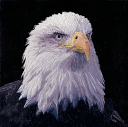 ‘Bald Eagle Head’ is an original painting of a Bald Eagle, also referred to as the American Eagle, for larger images and further information click on this image.