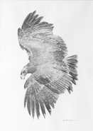 ‘Golden Eagle Sketch’ is an original pencil drawing of a golden eagle in flight, for larger images and further information click on this image.