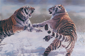 Original oil painting ‘Face Off’ showing two fighting Siberian Tigers, for larger images and further information click on this image.