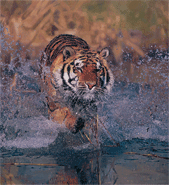 Original painting ‘The Wet Approach,’ a Bengal Tiger hunting prey in the wet lands of India, for larger images and further information click on this image.