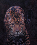 Original Painting ‘Breaking Shadows,’ a South American Jaguar hunting at night, for larger images and further information click on this image.