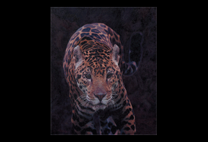 Jaguar Art, Jaguar Painting, Jaguar Art Print, Panthera.org, Jaguar Cat, Jaguar Conservation, Jaguar Art Print, Limited Edition Print, Limited Edition Prints, Jaguar Hunting, Jaguar Hunting painting, Jaguar Hunting Print