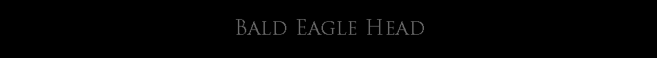 Bald Eagle Art, Eagle Art, Eagle Art Print, American Eagle, American Bald Eagle Painting, Bald Eagle Art Print, Limited Edition Prints, Limited edition print, Eagle Head, Bald Eagle Head, Bald Eagle