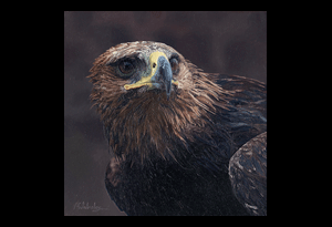 Golden Eagle Art, Eagle Art, Eagle Art Print, Golden Eagle, Golden Eagle Painting, Golden Eagle Art Print, Limited Edition Prints, Limited edition print, Eagle Head, Golden Eagle Head, Golden Eagle