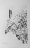 Hodgson Hawk Eagle Sketch, for larger images and further information click on this image.