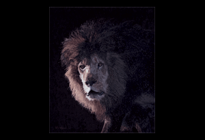 Lion hunting, Lion Art, Lion Art Print, Atlas Lion Art, Limited Edition Art Print, Morocco Lion Art, Moroccan Lion Art, Lioness Hunting, Lioness Hunting Art, Lion Painting, Oil Painting, Hunting Lion Art, Hunting Lion Art Print, Apsinalls, Lion Conservation Art, Lion Conservation