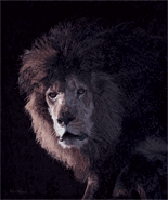 Original painting ‘Kabir,’ a male Barbary Lion portrait, a unique and endangered big cat, for larger images and further information click on this image.
