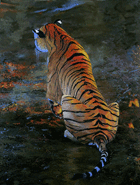 Original painting ‘Practice,’ a young Bengal Tiger watching prey for larger images and further information click on this image.