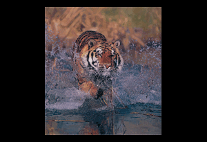 Tiger Art, Tiger Art Print, Tiger Painting, Bengal Tiger Painting, Limted Edition Print, Limited Edition Prints, Bengal Tiger, Bengal Tiger Hunting, Bengal Tiger Art Print, Indian Tiger, Indian Tiger Print, Indian Tiger Conservation, Indian Tiger Painting