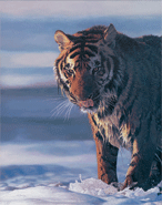 Original painting ‘Cold Feet,’ a Siberian Tiger breaking ice in the wild, for larger images and further information click on this image.