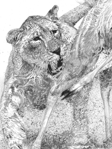 Fierce Pursuit is a pencil drawing of a Lioness Hunting a Kudu