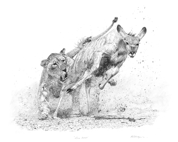Fierce Pursuit is a pencil drawing of a Lioness Hunting a Kudu