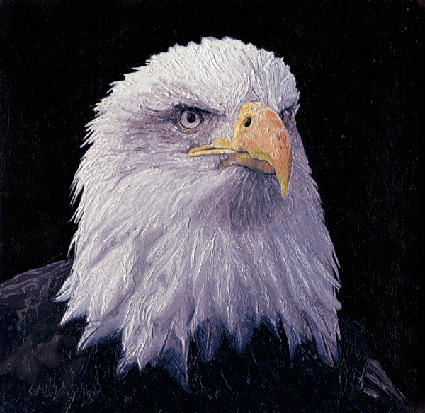 An Oil Painting of the head of a Bald Eagle