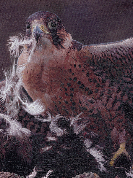 An Oil Painting of a hunting peregrine falcon clutching its carrion crow