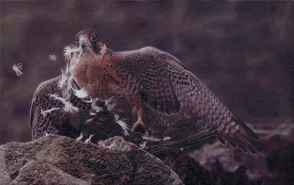 An Oil Painting of a hunting peregrine falcon clutching its carrion crow