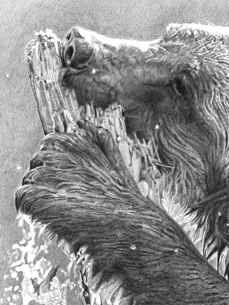 Cedar Fishing is a pencil drawing of a Young Grizzly Bear chewing on a tree trunk
