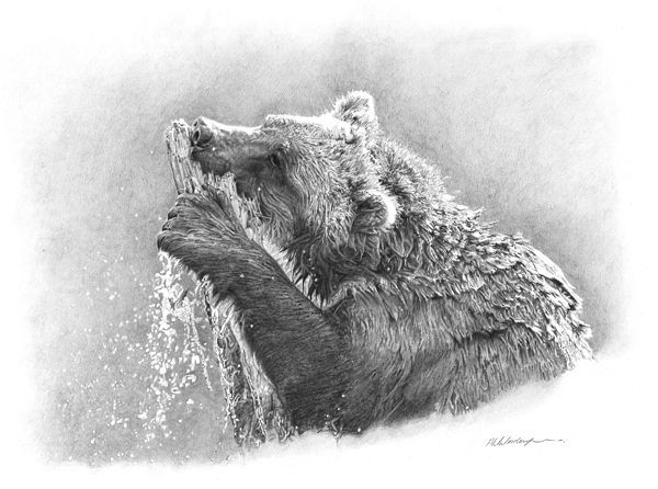 Cedar Fishing is a pencil drawing of a Young Grizzly Bear chewing on a cedar tree trunk