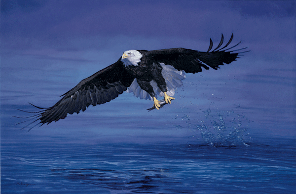 Oil Painting of a Bald Eagle Catching Fish, Alaska