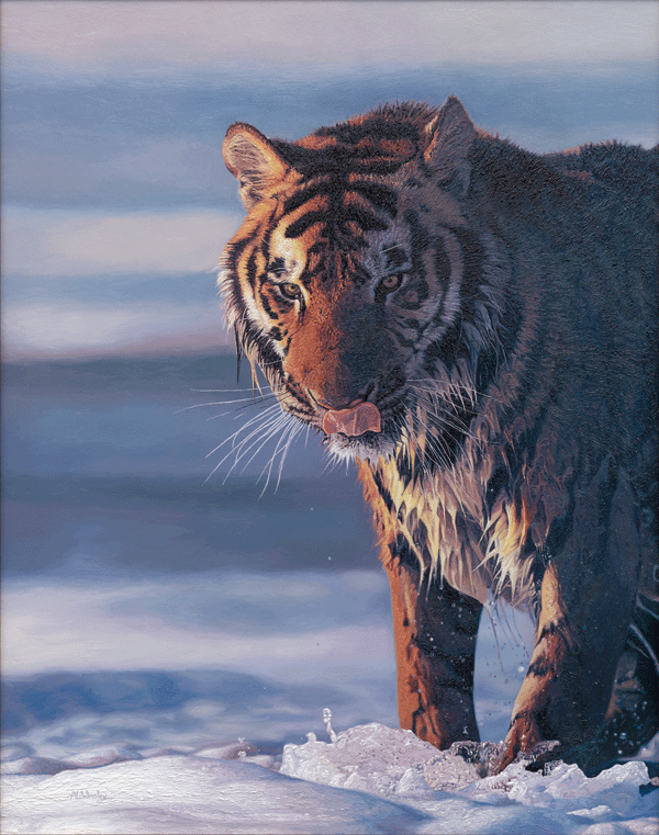 Oil Painting of a Siberian Tiger Breaking Ice