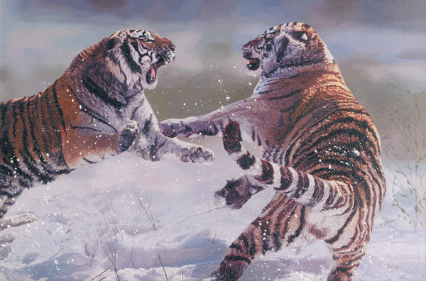 Oil Painting of two fighting Siberian Tigers