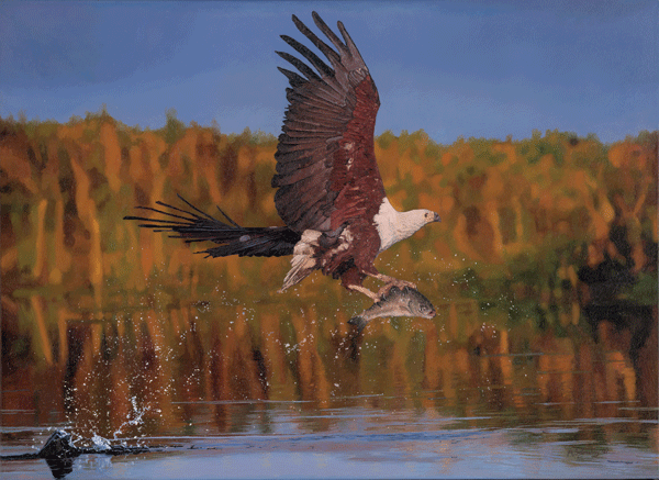 Oil Pianting of a Fishing Eagle, Botswana