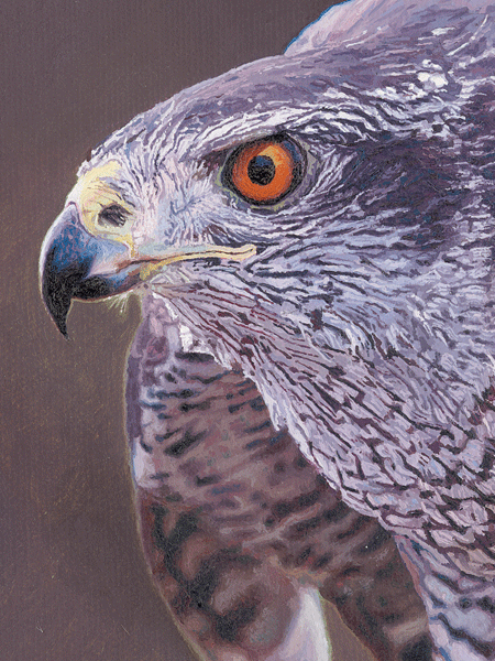 An Oil Painting of a Goshawk