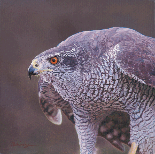 An Oil Painting of a Goshawk