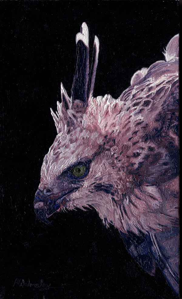 An Oil Painting of a Hodgson Hawk Eagle