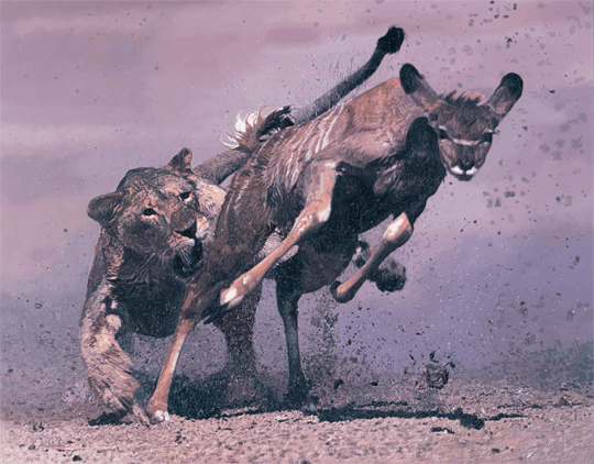 Dynamic Realist artwork 'Fierce Pursuit' displaying the mechanics of motion and creation of energy.