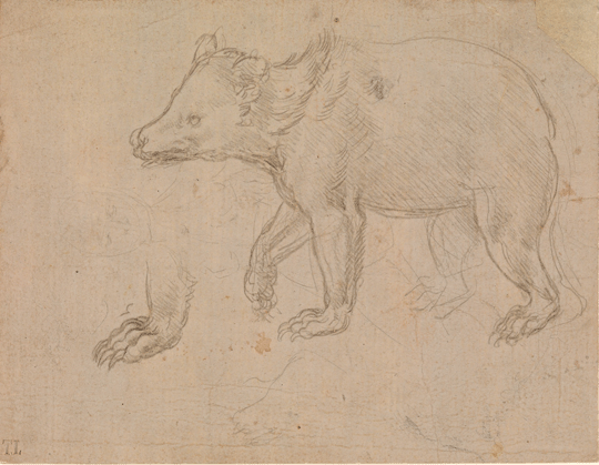 A Bear Walking, Leonardo da Vinci ca. 1482–85